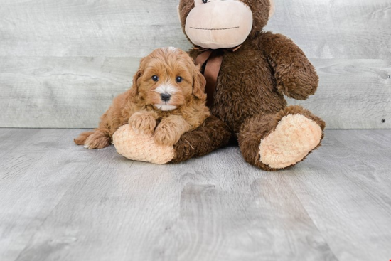 Cavapoo Puppy for Adoption