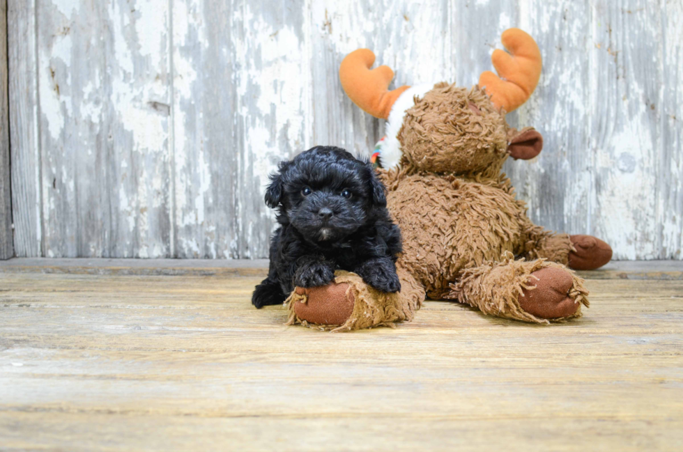 Best Maltipoo Baby