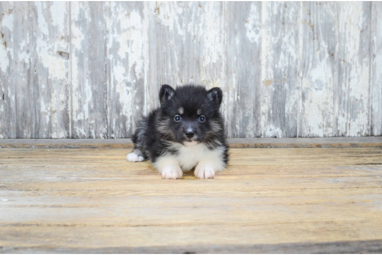 Best Pomsky Baby