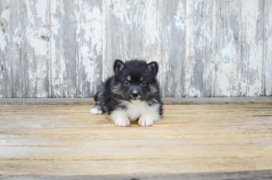 Best Pomsky Baby