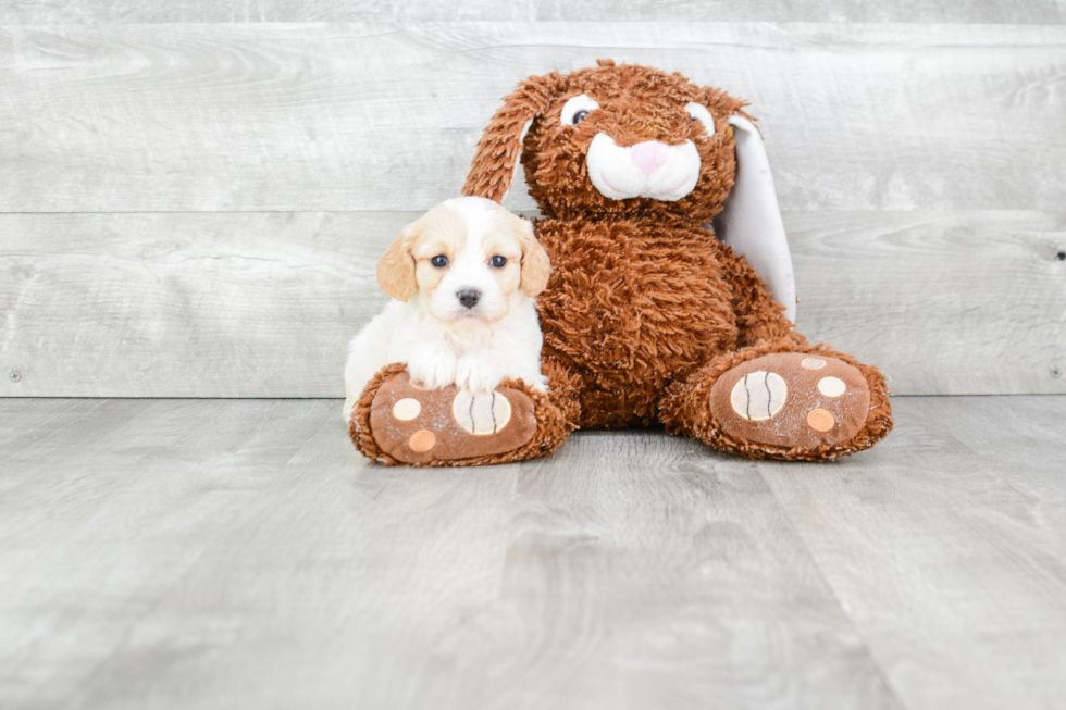 Best Cavachon Baby