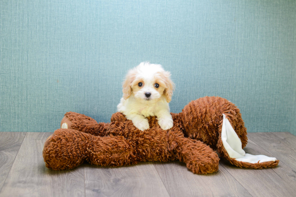 Cavachon Pup Being Cute