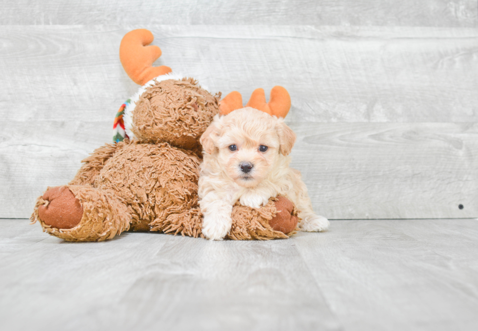 Maltipoo Puppy for Adoption