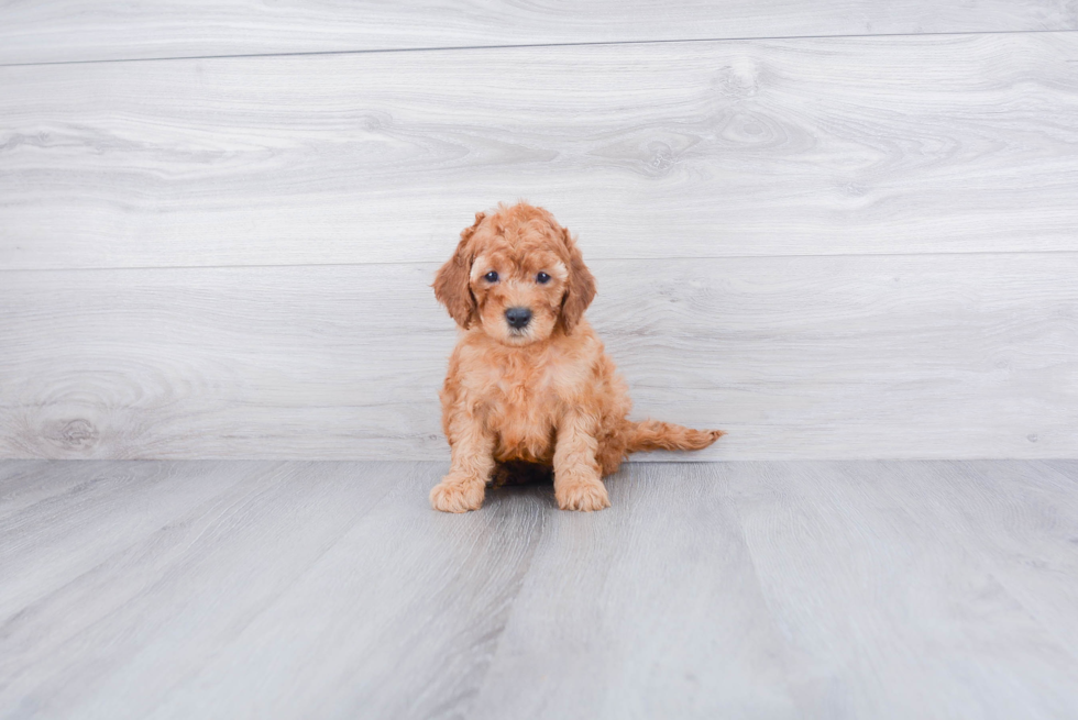 Energetic Cockerpoo Poodle Mix Puppy