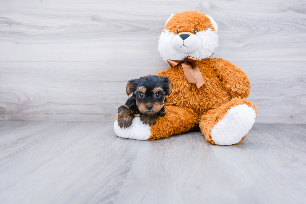 Meet Joey - our Yorkshire Terrier Puppy Photo 