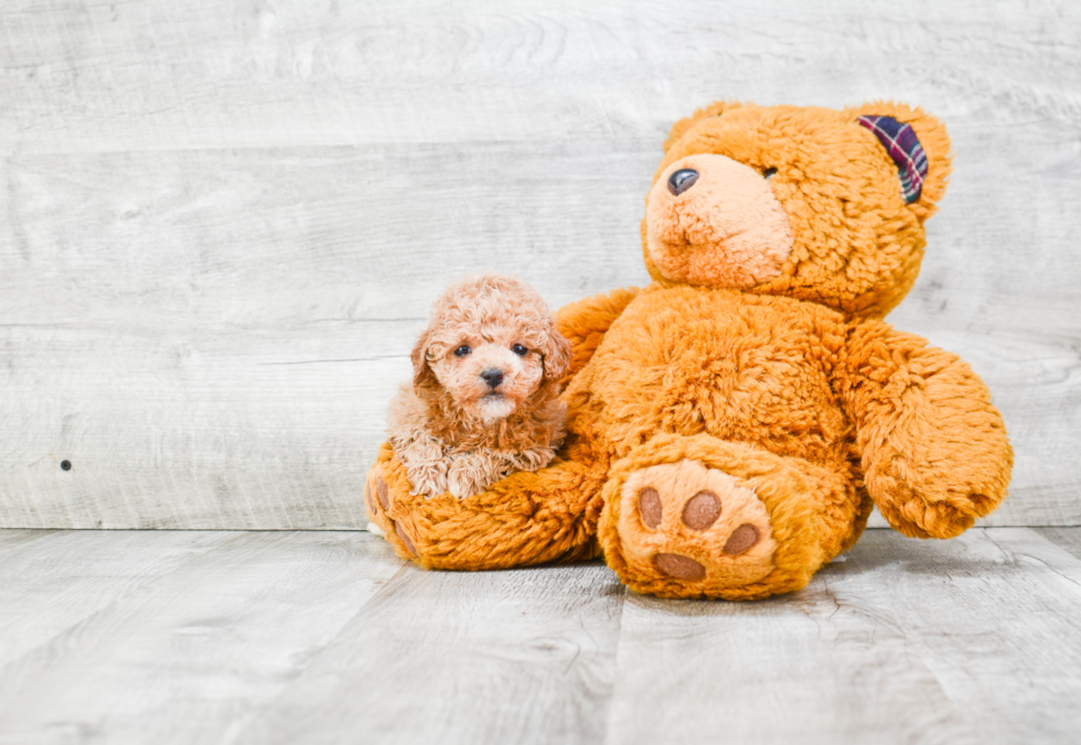 Hypoallergenic Havanese Purebred Pup