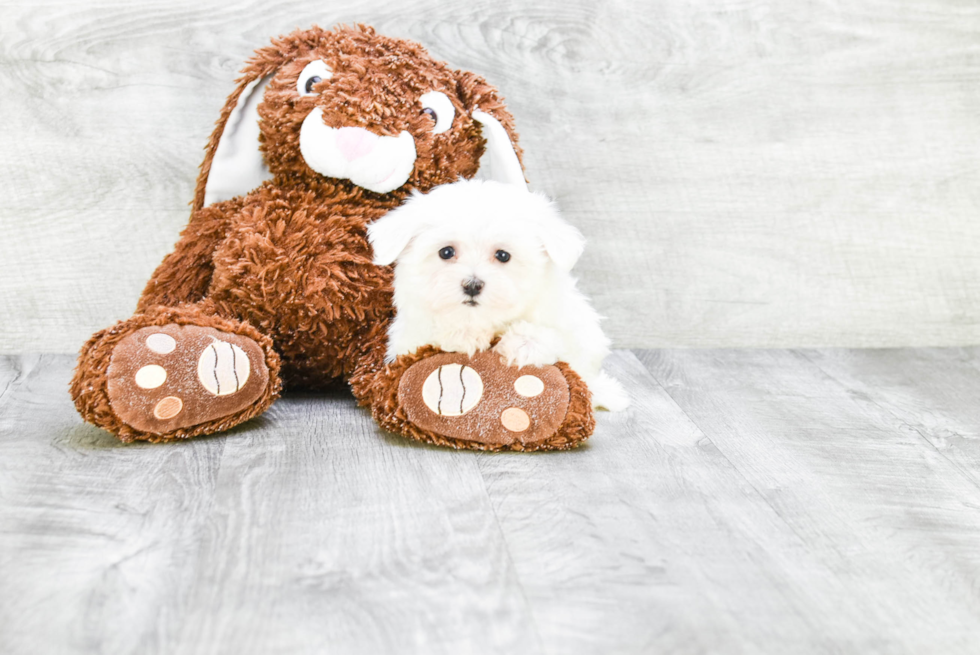 Maltese Pup Being Cute