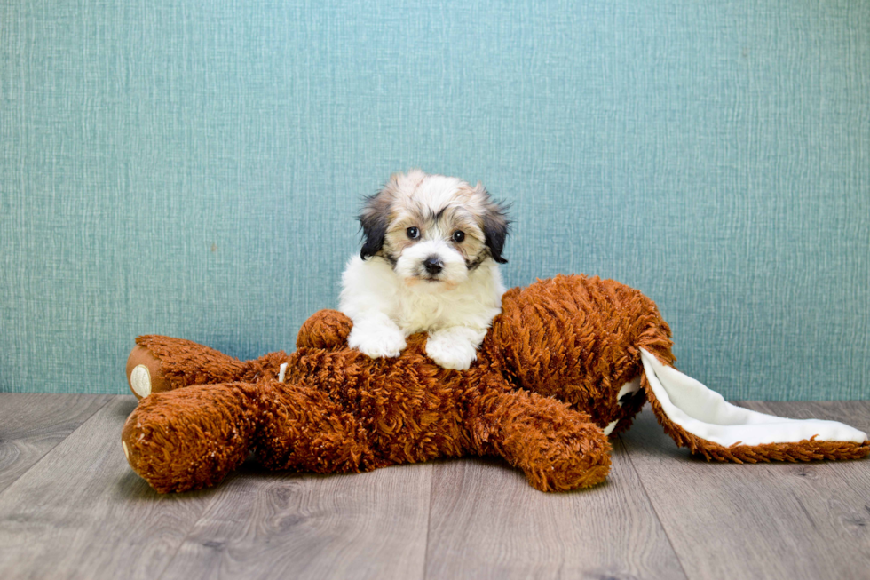 Small Havanese Purebred Pup