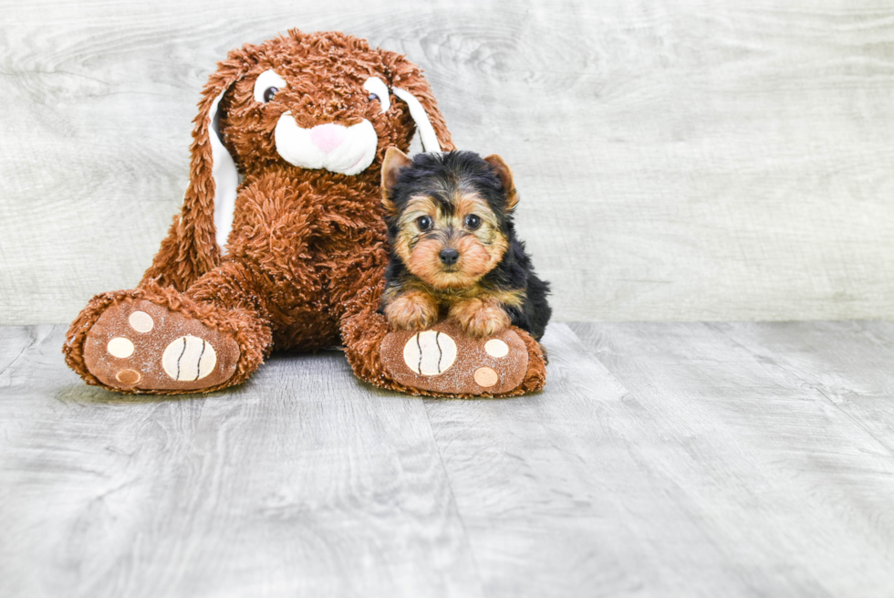Meet Fiona - our Yorkshire Terrier Puppy Photo 