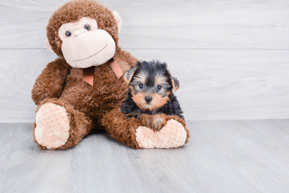 Meet Twinkle - our Yorkshire Terrier Puppy Photo 