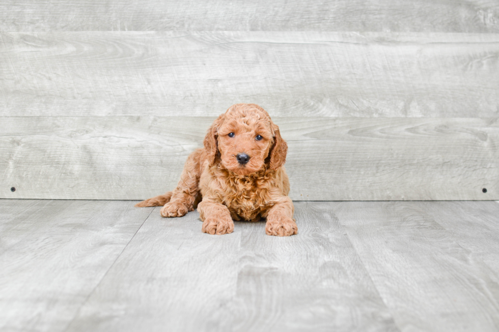 Mini Goldendoodle Pup Being Cute