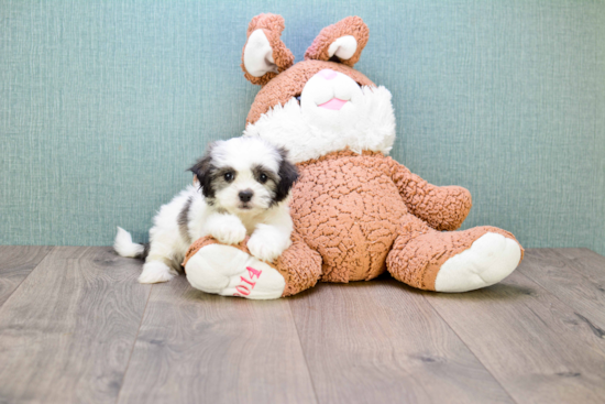 Teddy Bear Pup Being Cute