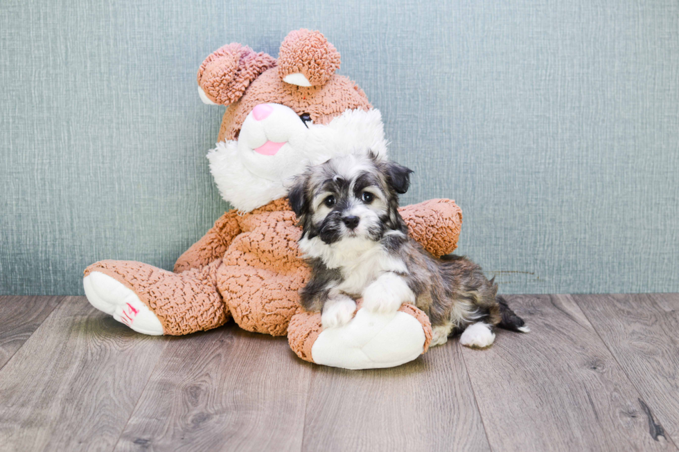 Best Havanese Baby