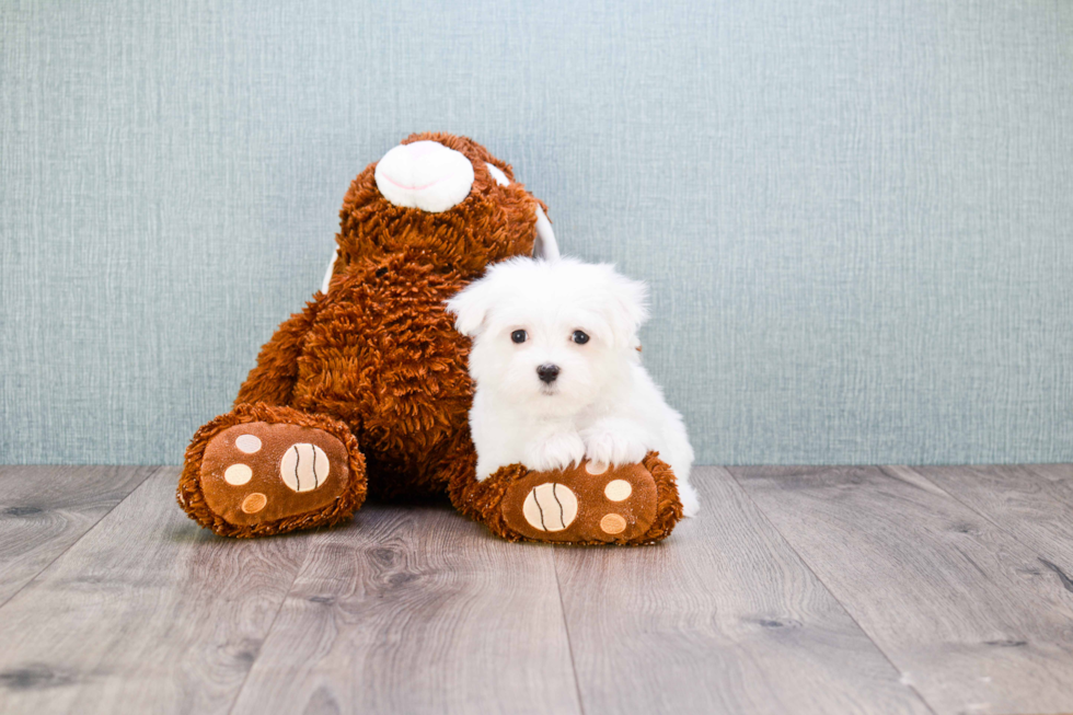 Friendly Maltese Baby