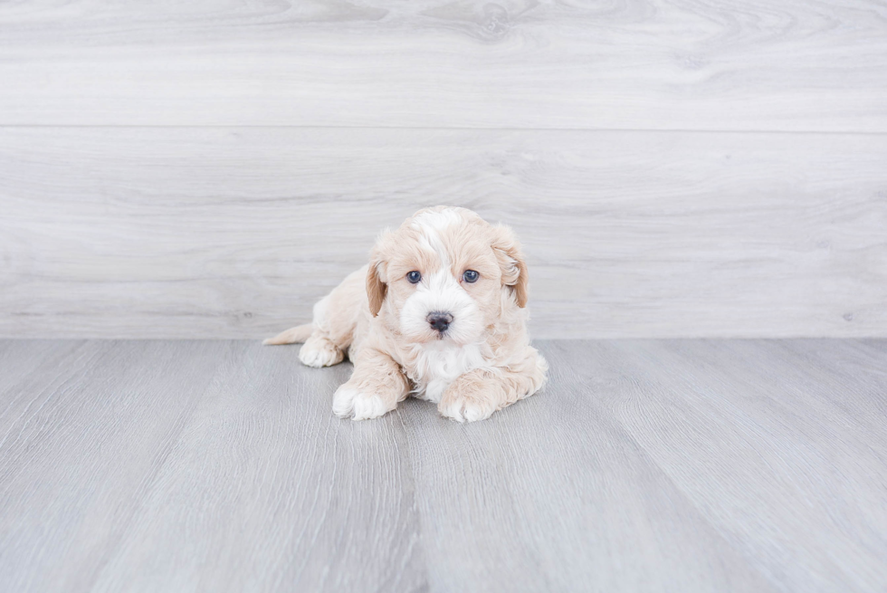 Best Maltipoo Baby