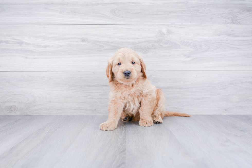 Funny Mini Goldendoodle Poodle Mix Pup