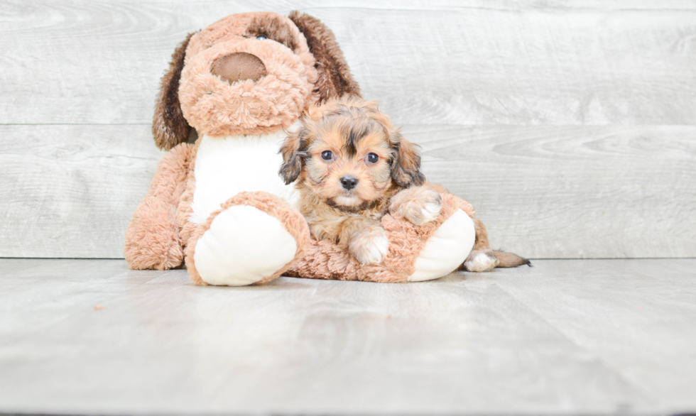 Best Cavachon Baby