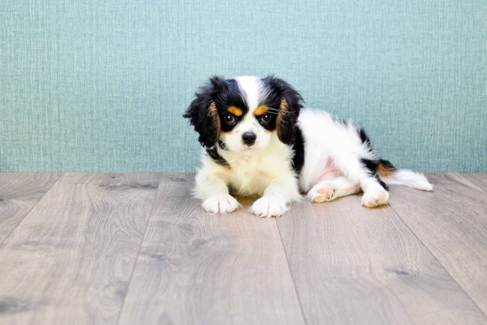 Best Cavalier King Charles Spaniel Baby