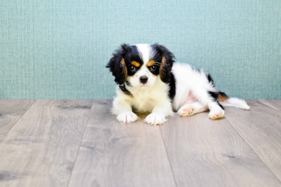 Best Cavalier King Charles Spaniel Baby