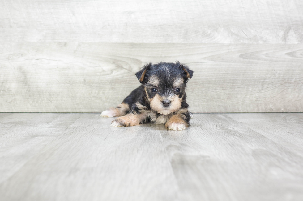 Happy Morkie Baby
