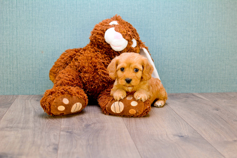 Cavapoo Puppy for Adoption