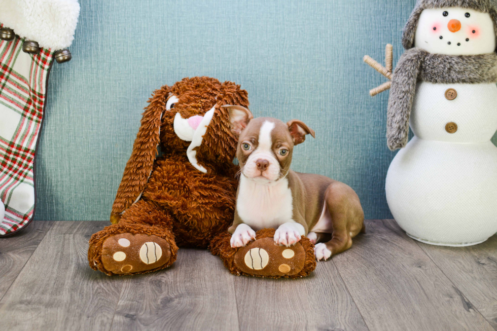 Smart Boston Terrier Purebred Puppy