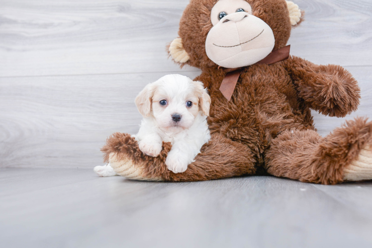 Cavachon Pup Being Cute