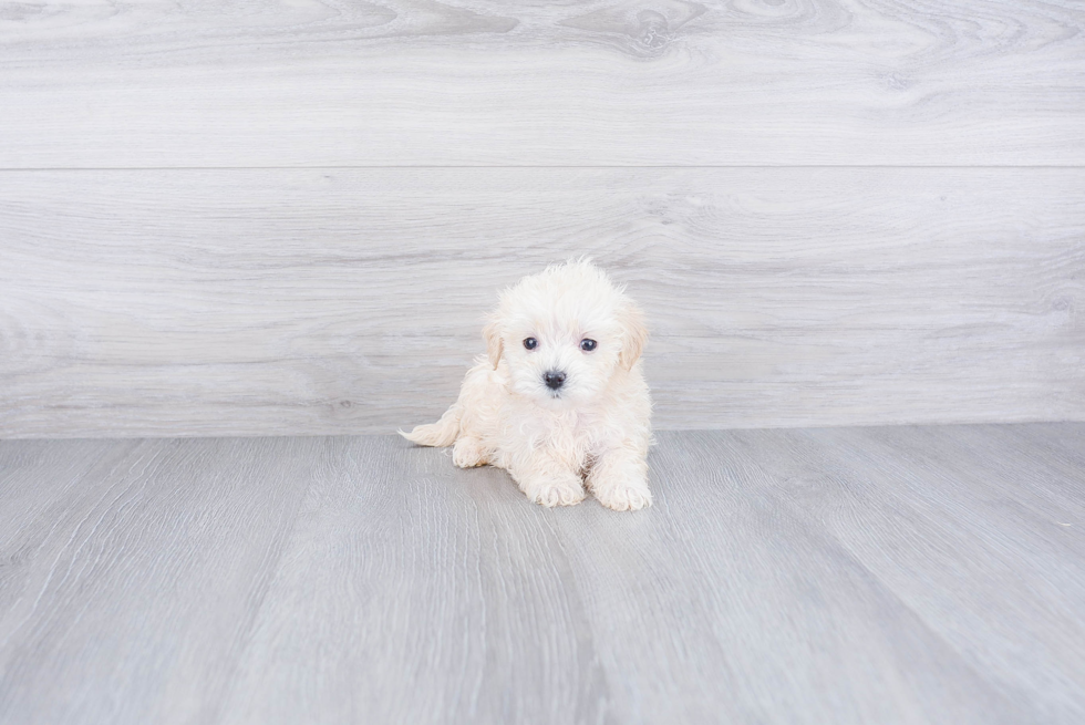 Maltipoo Pup Being Cute