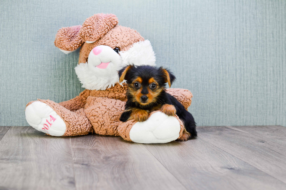 Meet Jess - our Yorkshire Terrier Puppy Photo 