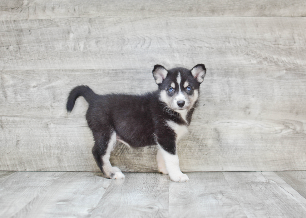 Pomsky Pup Being Cute