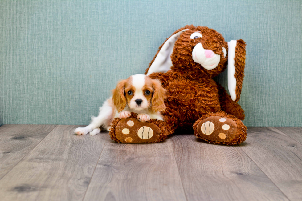 Funny Cavalier King Charles Spaniel Baby