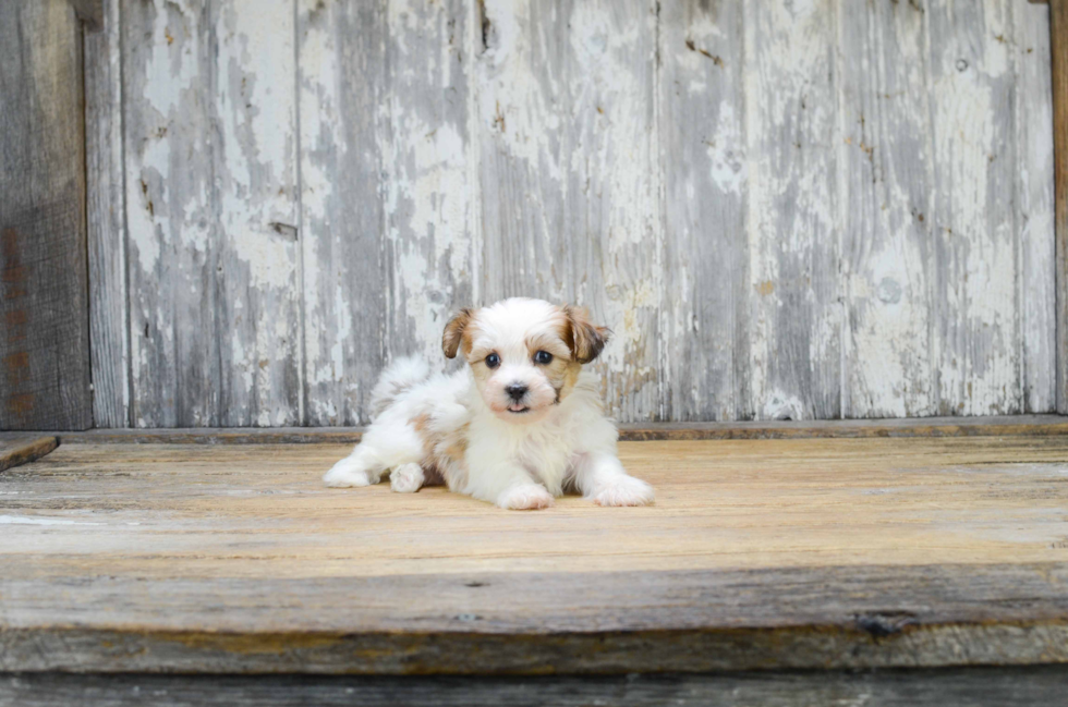 Teddy Bear Pup Being Cute