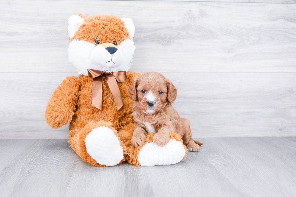 Cavapoo Pup Being Cute