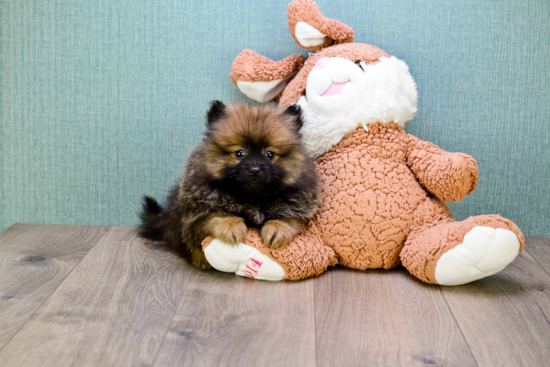 Energetic Pomeranian Purebred Puppy