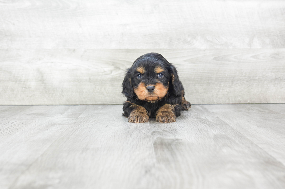 Cavapoo Puppy for Adoption