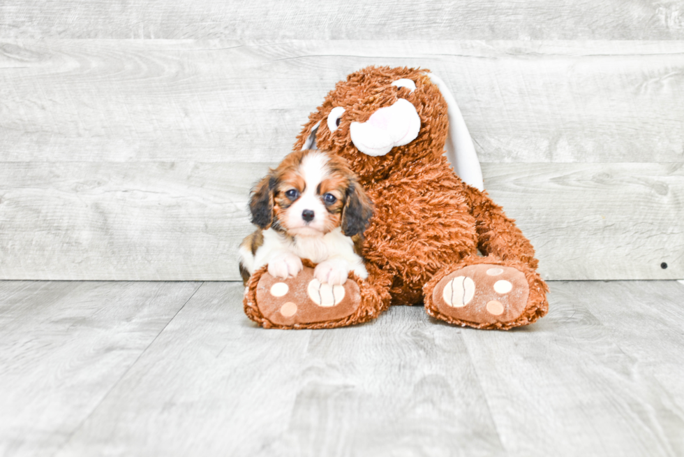 Funny Cavachon Designer Pup