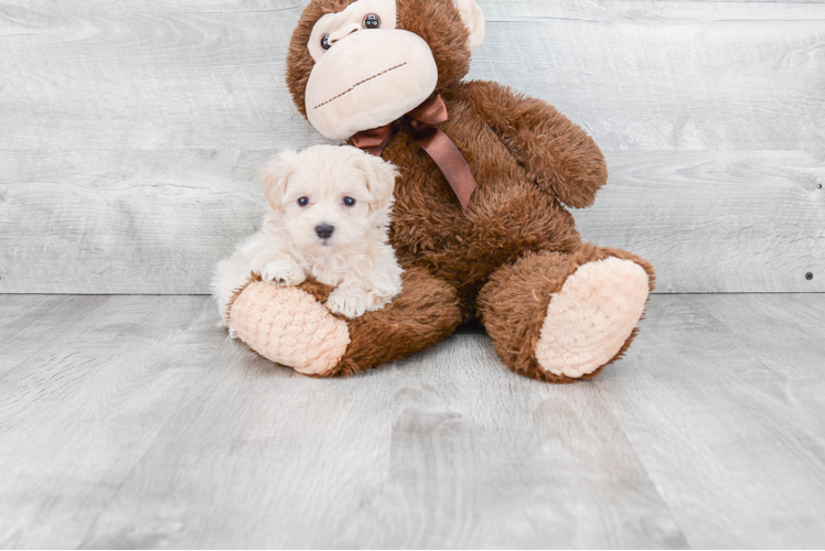 Small Maltipoo Baby