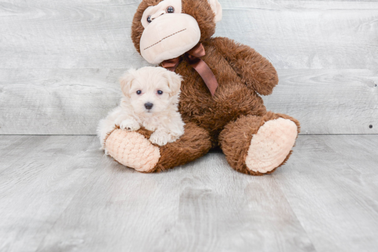 Small Maltipoo Baby