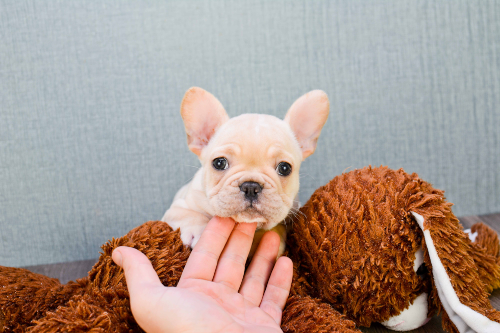 French Bulldog Puppy for Adoption