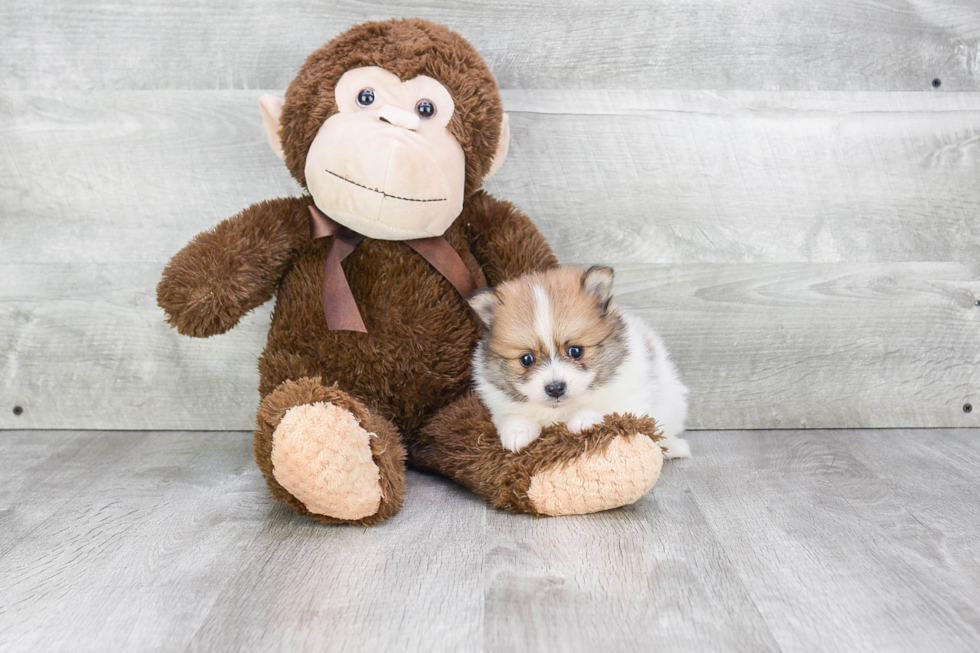 Cute Pomeranian Purebred Puppy