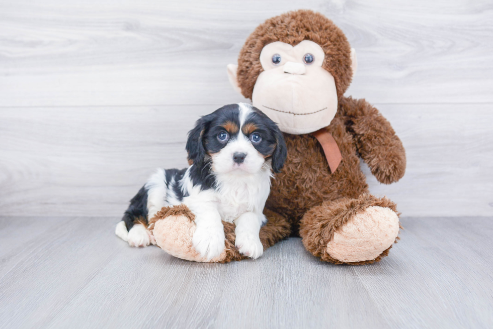 Small Cavalier King Charles Spaniel Baby