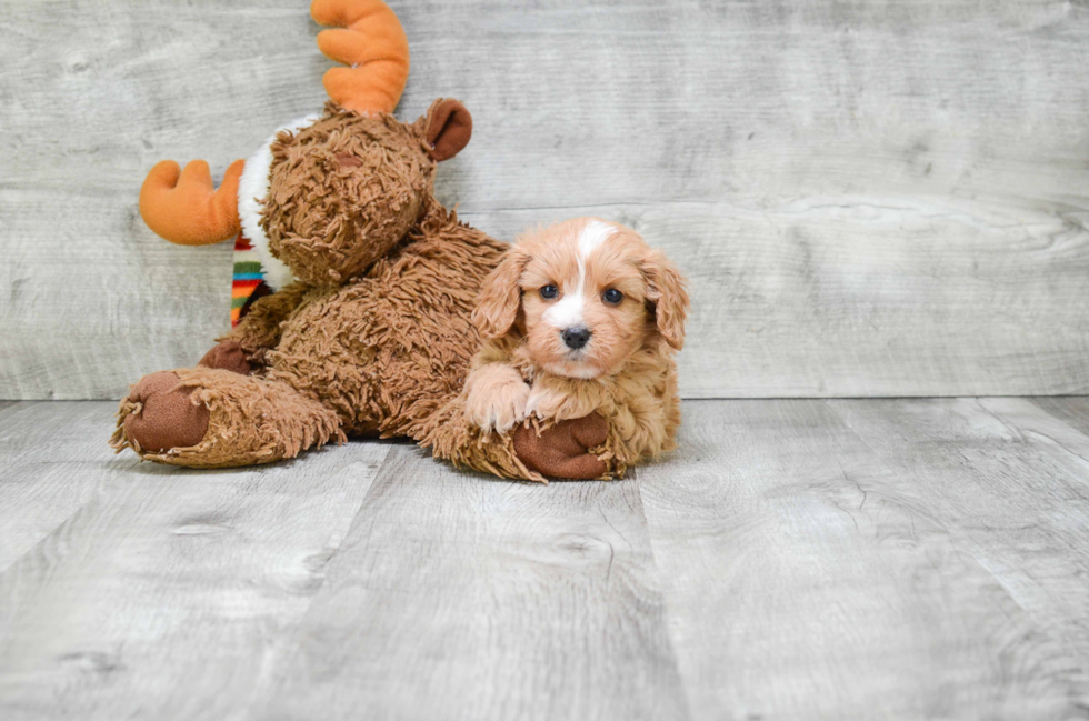 Energetic Cavoodle Poodle Mix Puppy