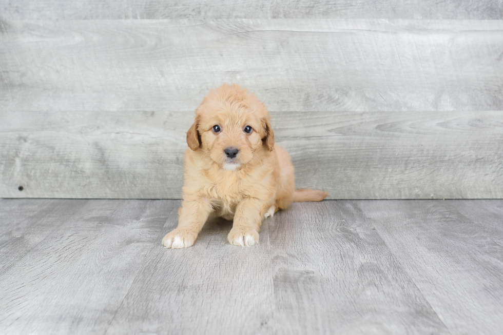 Little Golden Retriever Poodle Mix Puppy