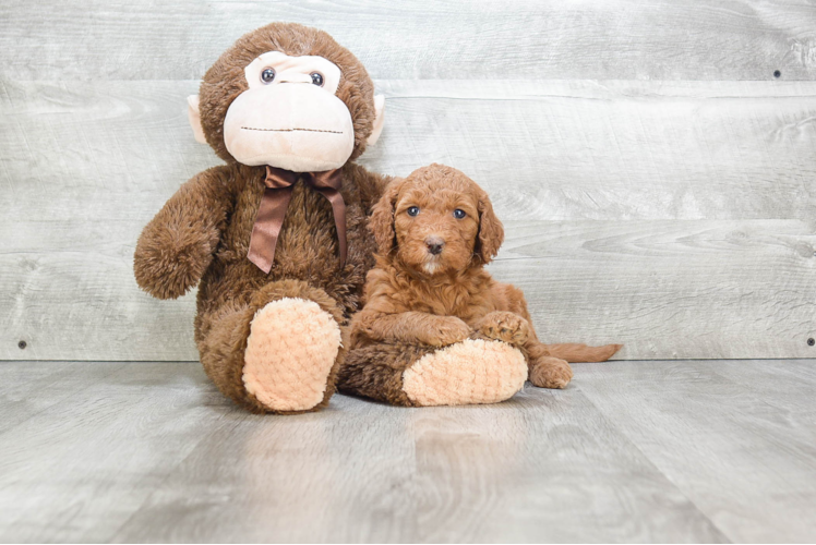 Popular Mini Goldendoodle Poodle Mix Pup