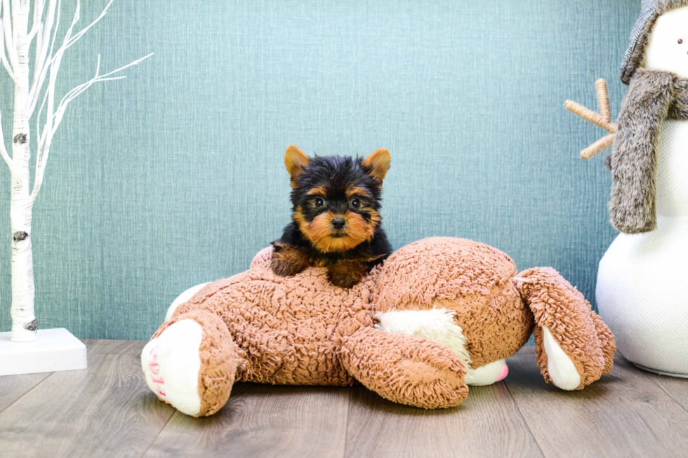 Meet Micro-Teacup-Giselle - our Yorkshire Terrier Puppy Photo 