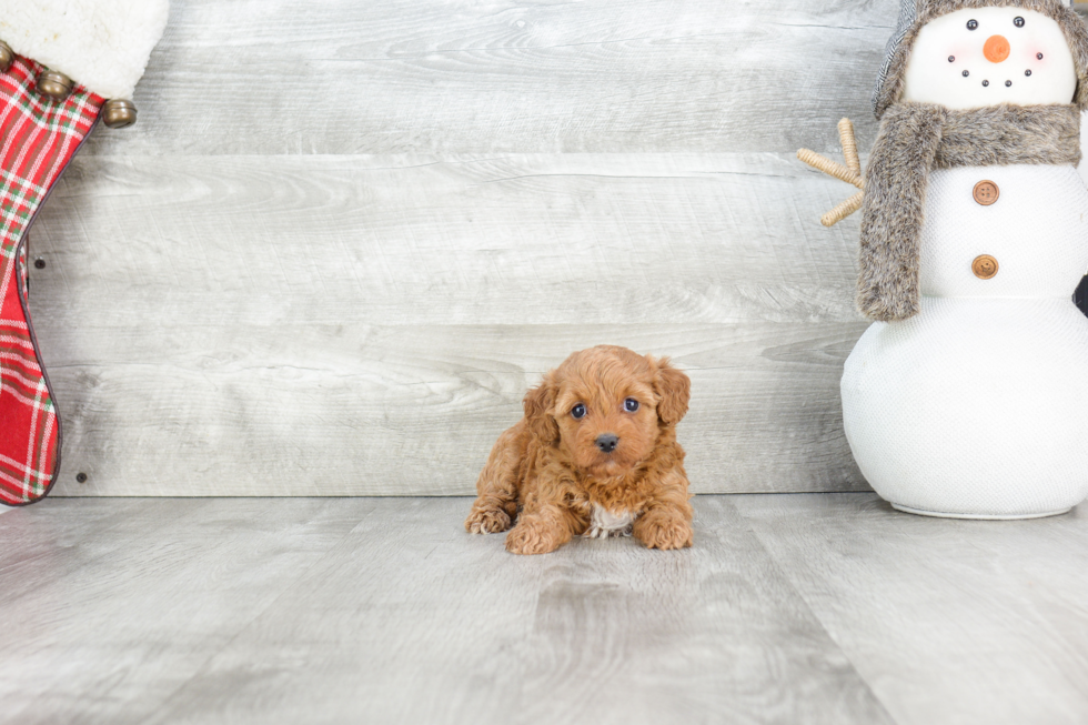 Cavapoo Pup Being Cute