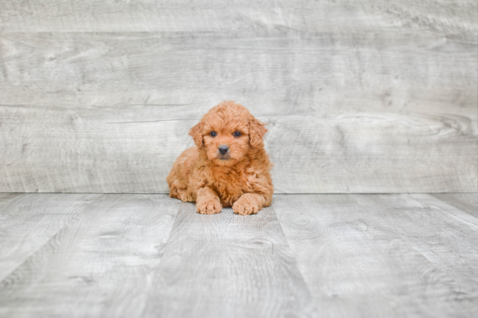 Best Mini Goldendoodle Baby