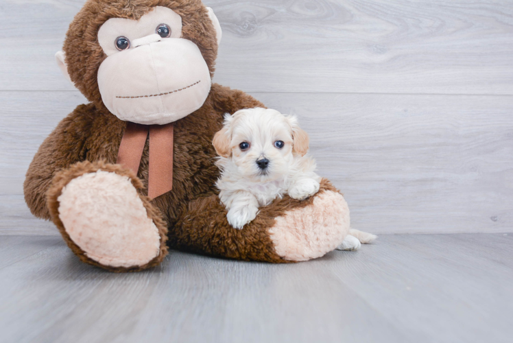 Maltipoo Puppy for Adoption