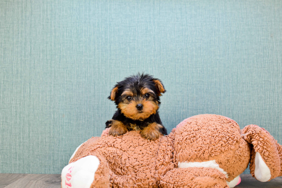 Meet Twinkle - our Yorkshire Terrier Puppy Photo 