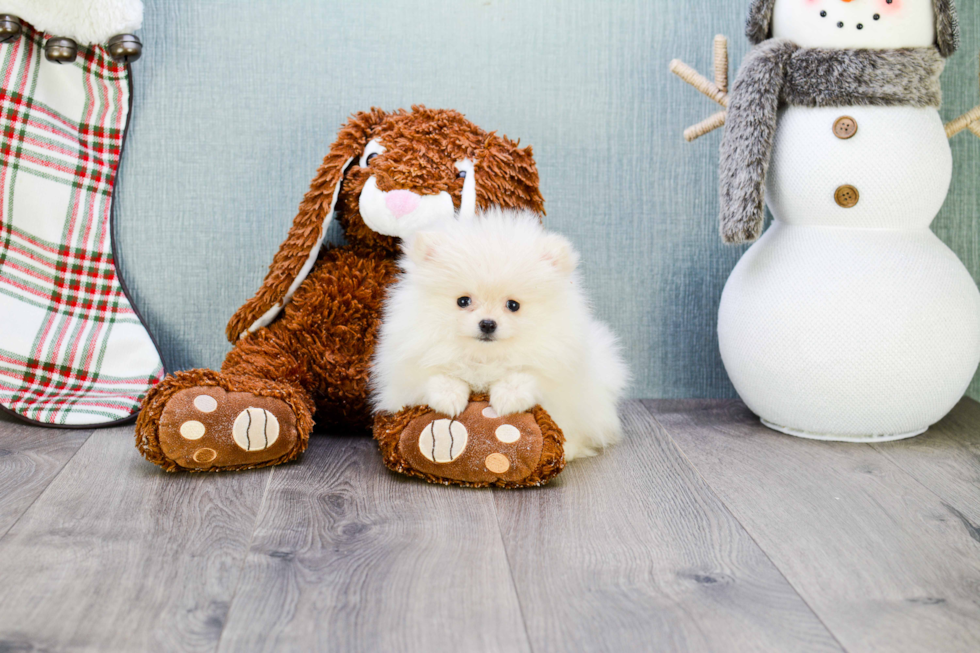 Little Pomeranian Purebred Pup